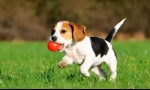 Štenci beagle (fotografije): kompetentna briga za slatke fide
